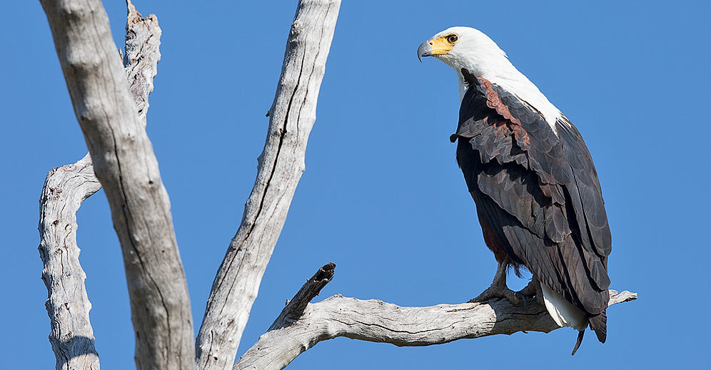 African Fish Eagle